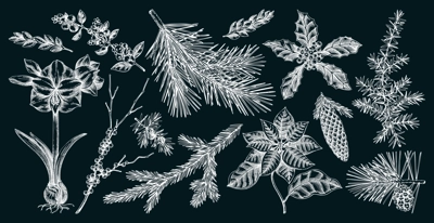 Christmas design elements. Winter plants hand drawn vector illustration. Conifer trees, winter flowers, birds sketches. Vintage botanical drawings on chalkboard. NOT AI generated